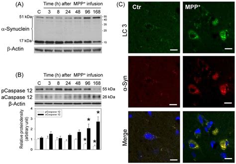 Effect Of MPP On A Synuclein Aggregation In The Nigrostriatal