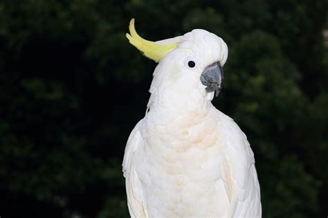 Sulphur Crested Cockatoo