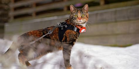 Pasear A Tu Gato Con Correa Es Posible Y Recomendable PetiteModa