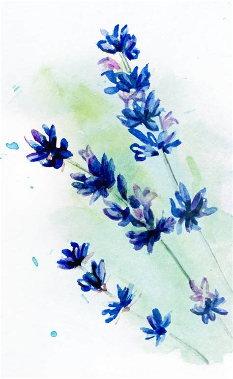 Watercolor Drawing of Lavender Stock Illustration - Illustration of ...