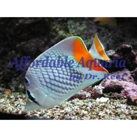 Pearlscale Butterflyfish | Affordable Aquaria