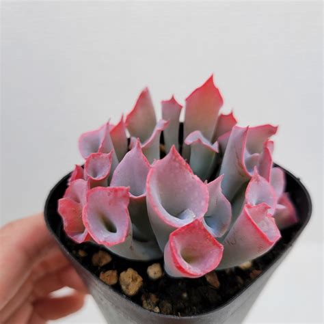 Echeveria Trumpet Pinky Dk Succulents Korea Rare Korean Succulents