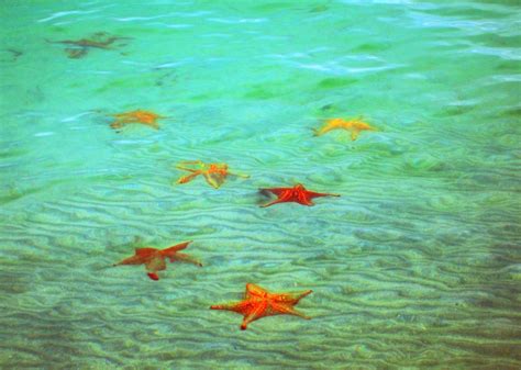 Boca Del Drago Una Paradisiaca Playa Repleta De Estrellas De Mar