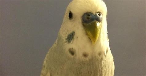 My Budgie Ham Has 3 Nostrils Album On Imgur