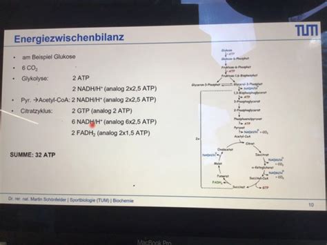 Citratzyklus Und Atmungskette Karteikarten Quizlet