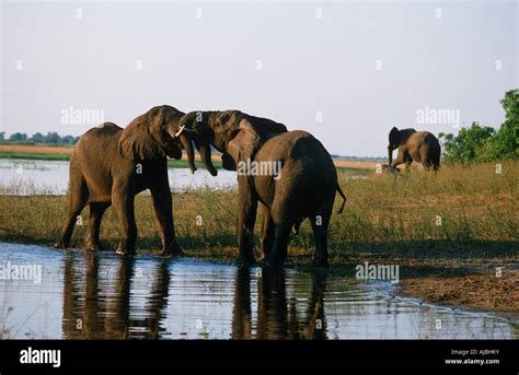 African Elephant Loxodonta Africana Bulls Tussling In The Water Stock