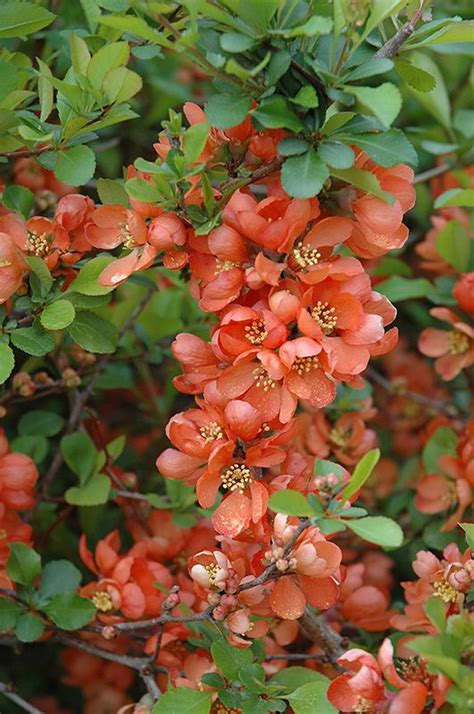 Japanese Flowering Quince Chaenomeles Japonica At Meadows Farms