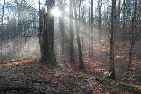 Bosque Naturaleza Árboles El Foto gratis en Pixabay Pixabay