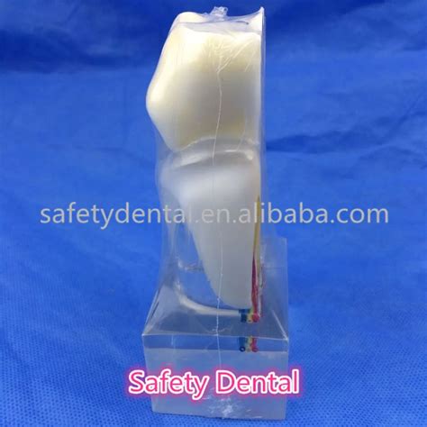 Six Times The Tooth Nerve Anatomy Model - Buy Six Times The Tooth Nerve Anatomy Model,High ...