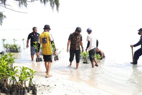 Peduli Lingkungan Hidup Komunitas Mangrove Jakarta Kembali Menanam