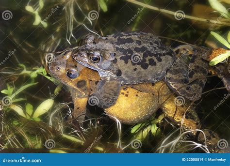 Frog Sex Stock Image Image Of Macro Toad Copulation 22008819