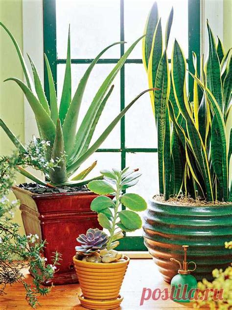 КОМНАТНЫЕ РАСТЕНИЯ С КРАСИВЫМИ ЛИСТЬЯМИ И РЕДКИМ ПОЛИВОМ – БУДЬ В ТЕМ ...