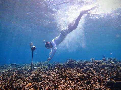 Sounds of a healthy ocean can bring degraded marine ecosystems back to ...