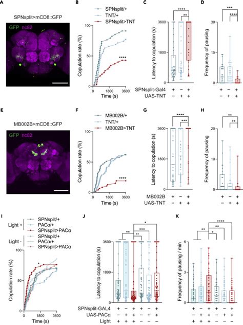 Sex Peptide Regulates Female Receptivity Through Serotoninergic Neurons