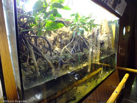 Mangrove Tank - Gdynia Aquarium - ZooChat