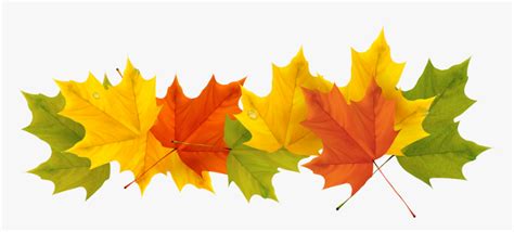 Fall Leaf Clipart No Background