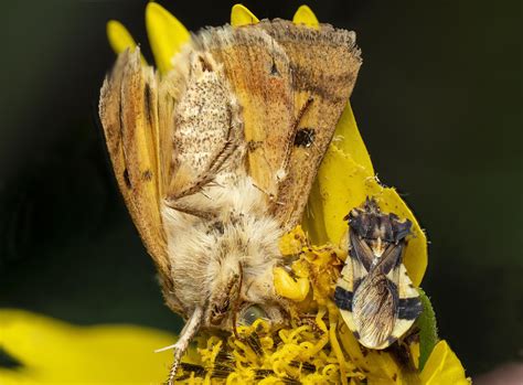 🔥Ambush bugs mating, while the female eats a moth🔥 : r/NatureIsFuckingLit