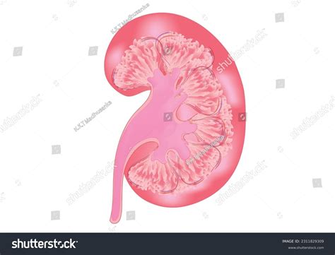 Human Kidney Diagram Kidney Anatomy Stock Vector (Royalty Free) 2311829309 | Shutterstock