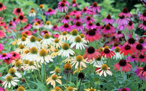 What Colors do Coneflowers Come In? (Essential Guide) - Petal Republic