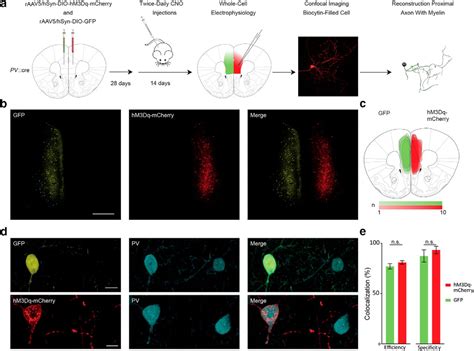 Activity Dependent Myelination Of Parvalbumin Interneurons Mediated By