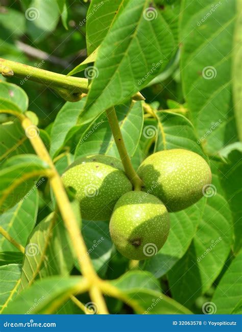 Green Nuts Stock Photo Image Of Early Background Green 32063578