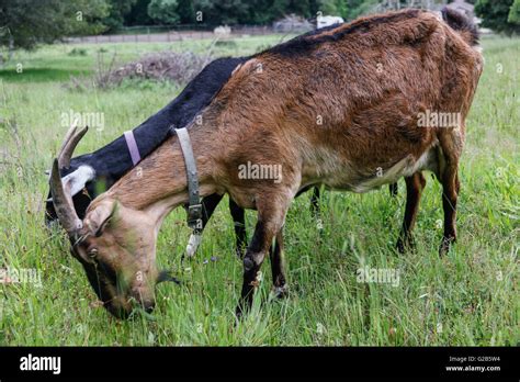 Goats eating the grass Stock Photo - Alamy