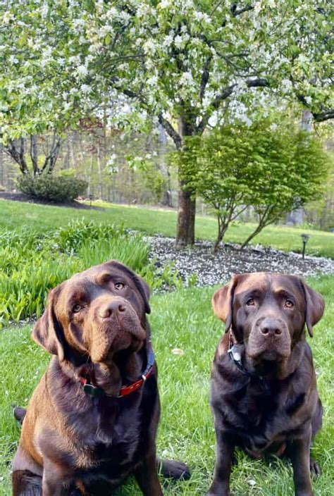 Meet Sterling Endless Mountain Labradors