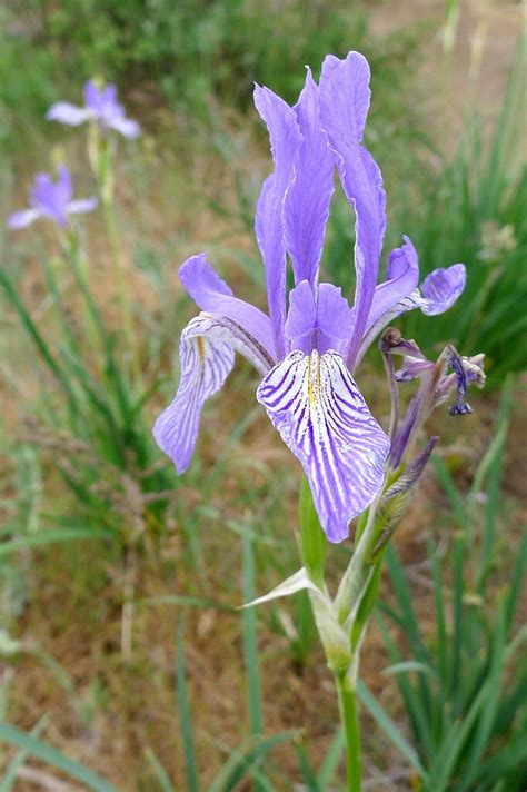 50 Missouri Iris Missouriensis Rocky Mountain Blue Purple Yellow Flower