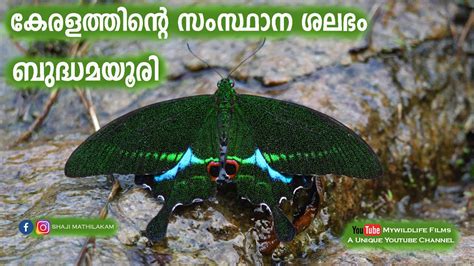 Kerala State Butterfly Budha Mayoori I Papilio Buddha I ബദധ മയര I