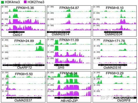 易基因｜pbj文章：微量chip Seq揭示水稻减数分裂细胞的组蛋白修饰基因转录调控 知乎