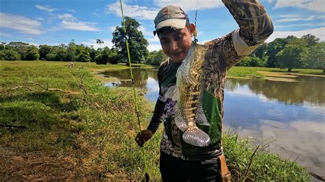 Pesca De Guapotes Santa Rosa De Pocosol YouTube