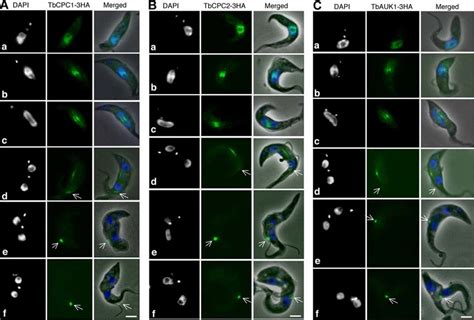 Subcellular Localization Of TbCPC1 TbCPC2 And TbAUK1 In Procyclic T