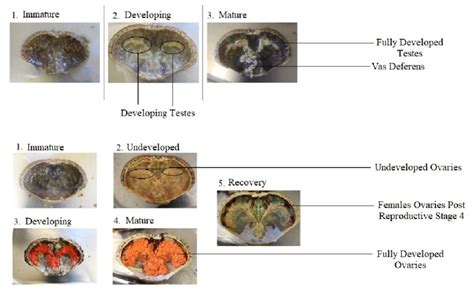 Visual Representations Of The Three Gonad Stages Of Male C Pagurus And