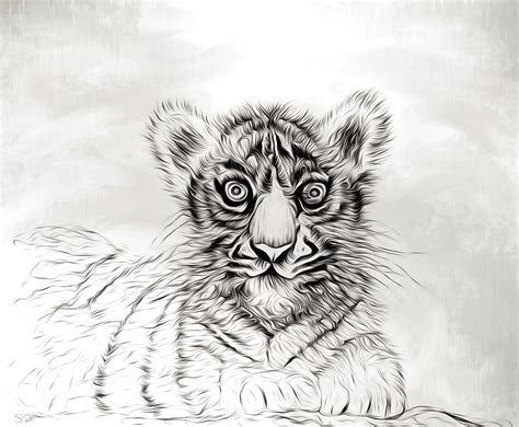 Tiger Cub Drawing at PaintingValley.com | Explore collection of Tiger ...