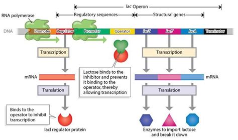 Lac Operon Diagram Erynmarkuss