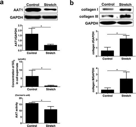 Stretch Inhibited The So Aat Pathway And Enhanced Collagen Remodeling