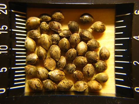 Hemp Genetics: An Overview of a Rapidly-Evolving Field - Hemp Benchmarks