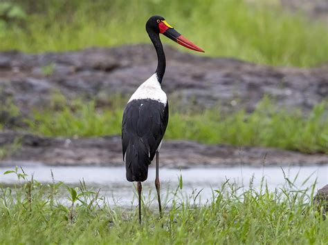 25 Beautiful Birds in Uganda to Look Out For - Sonoma Birding