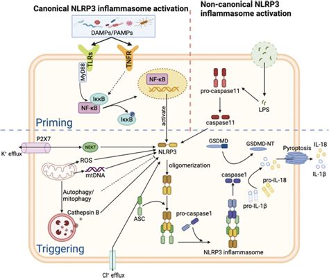 The Activation Mechanism Of Nlrp Inflammasome Nlrp Responds To A