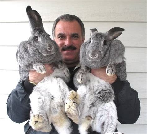 24 Giant Bunnies So Big They Could Destroy You In 2020 Giant Rabbit