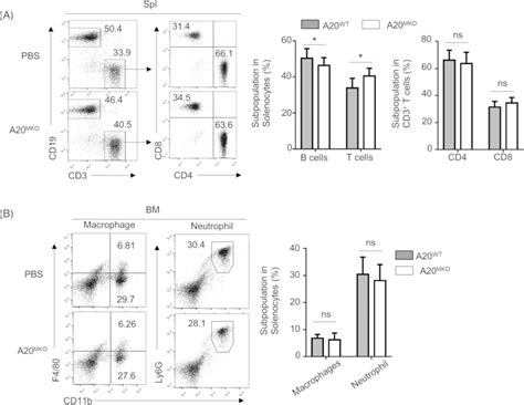A20 deficiency does not affect the development of innate and adaptive ... 