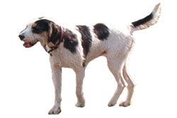 Welsh Hound - Worldly Dogs