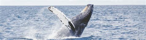 14 Surprising Humpback Whale Facts About These Gentle Giants