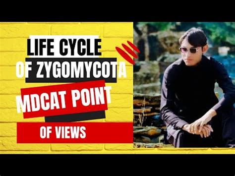 The Life Cycle Of Zygomycota 1st Year Biology Unit 7 Lecture 16 YouTube