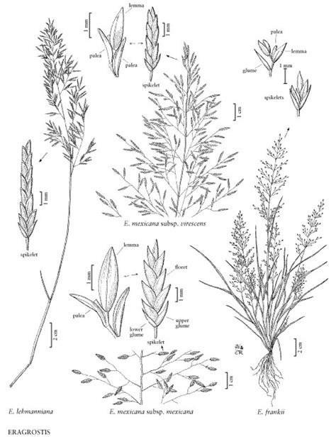 Lehmann Lovegrass [eragrostis Lehmanniana]