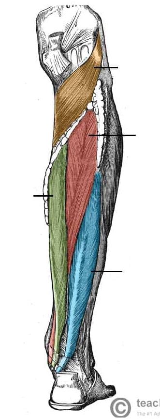 Deep Posterior Lower Leg Muscles Diagram Diagram Quizlet