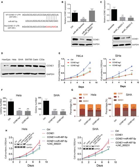 Lnc 000231 Rescues Cyclin E1 CCNE1 Expression And Cervical Cancer