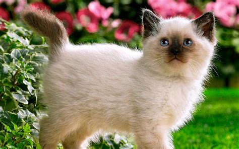 Siamese Kitten Wallpapers - Wallpaper Cave