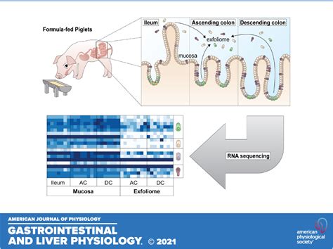 American Journal Of Physiology Gastrointestinal And Liver Physiology