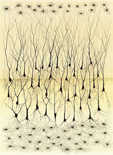 Early Illustrations Of The Nervous System By Camillo Golgi And Santiago